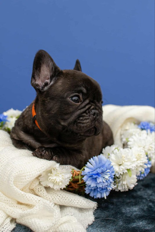 Oscar French Bulldog