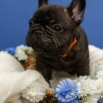 Oscar-male-French-bulldog-puppy-for-sale-2