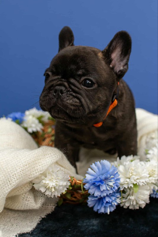 Oscar French Bulldog