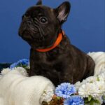 Oscar-male-French-bulldog-puppy-for-sale-3