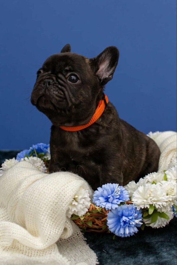 Oscar French Bulldog
