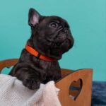 Oscar-male-French-bulldog-puppy-for-sale-4