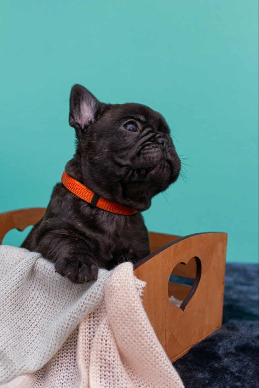 Oscar French Bulldog