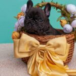 Oscar-male-French-bulldog-puppy-for-sale-5