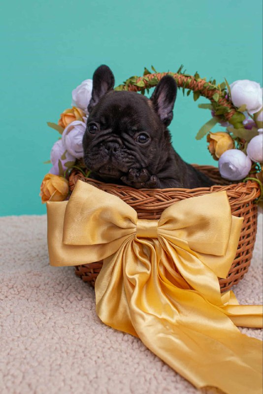 Oscar French Bulldog