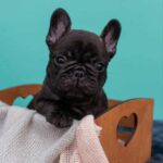 Oscar-male-French-bulldog-puppy-for-sale-6