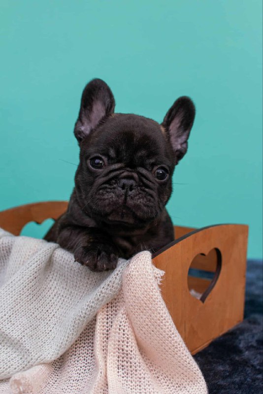 Oscar French Bulldog