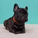 Oscar-male-French-bulldog-puppy-for-sale-7