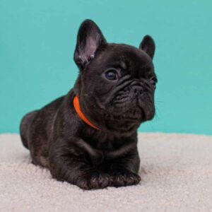 Oscar French Bulldog