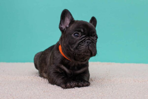 Oscar French Bulldog