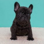 Oscar-male-French-bulldog-puppy-for-sale-8
