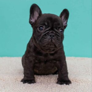 Oscar French Bulldog