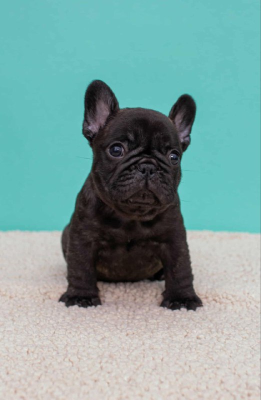 Oscar French Bulldog