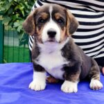 Peter-male-Welsh-Corgi-puppy-for-sale-1