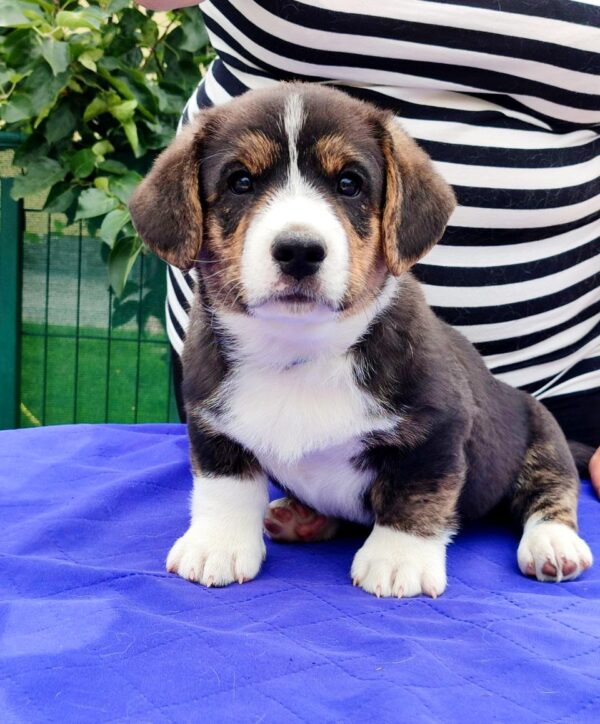 Peter Welsh Corgi Peter Welsh Corgi