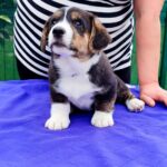 Peter-male-Welsh-Corgi-puppy-for-sale-2