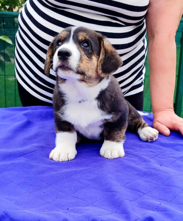 Peter Welsh Corgi Peter Welsh Corgi