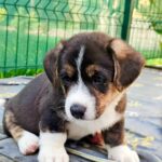 Peter-male-Welsh-Corgi-puppy-for-sale-3