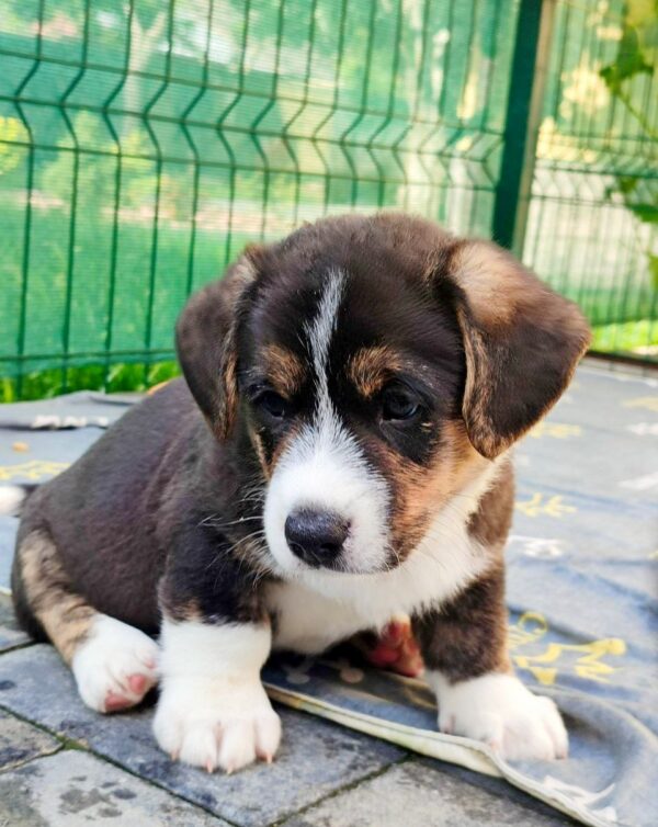 Peter Welsh Corgi Peter Welsh Corgi