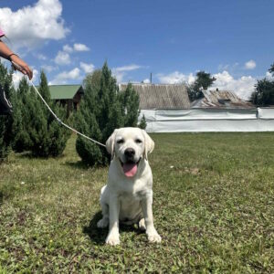 Pole Labrador Retriever