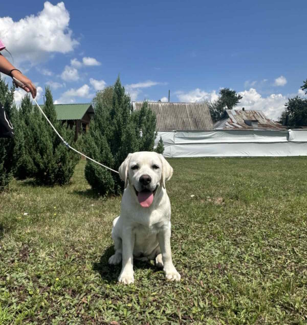 Pole Labrador Retriever Pole Labrador Retriever