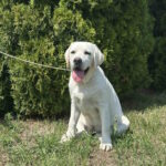 Pole-female-labrador-retriver-puppy-for-sale-1 (2)