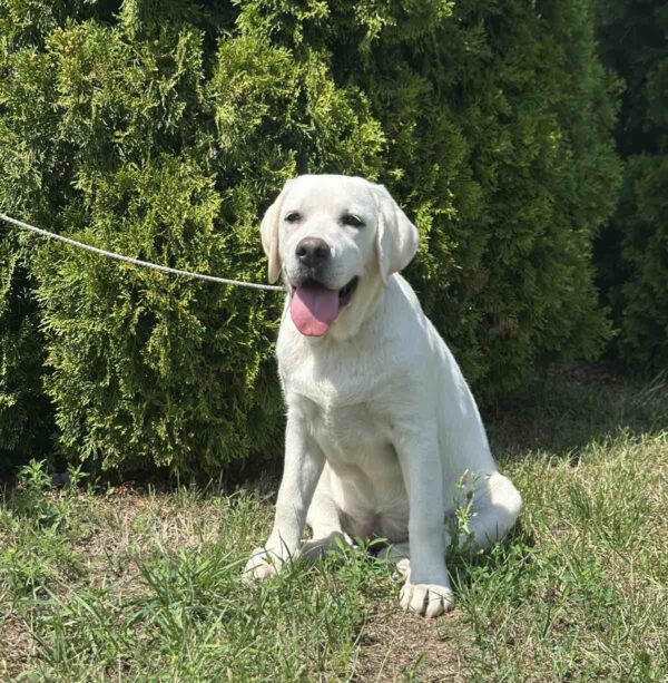 Pole Labrador Retriever Pole Labrador Retriever