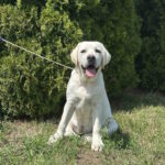 Pole-female-labrador-retriver-puppy-for-sale-1 (3)