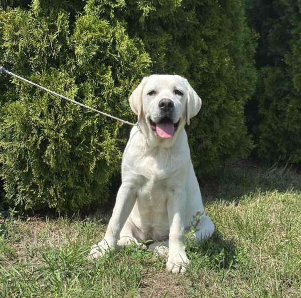 Pole Labrador Retriever Pole Labrador Retriever