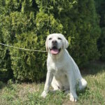 Pole-female-labrador-retriver-puppy-for-sale-1 (4)
