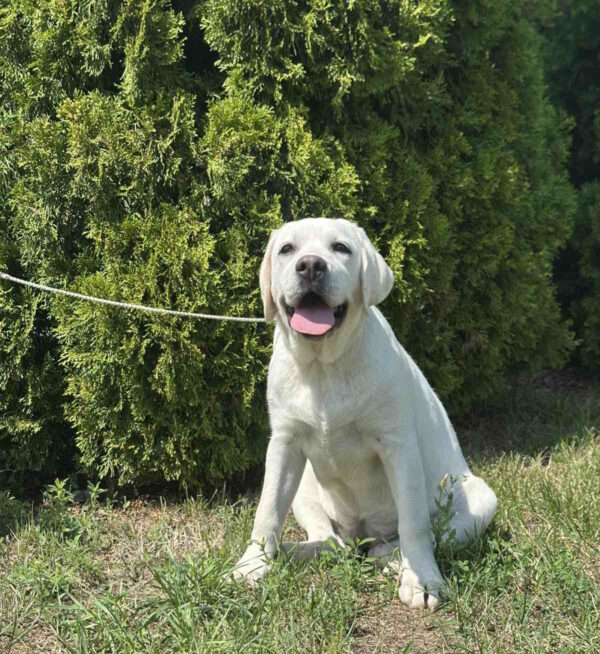 Pole Labrador Retriever Pole Labrador Retriever