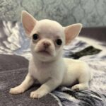 Prince-male-Chihuahua-puppy-for-sale-1