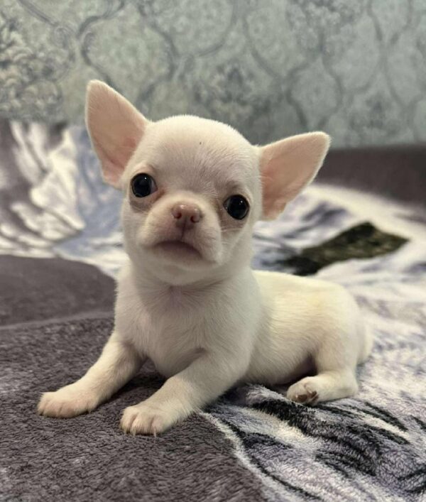 Prince Chihuahua