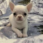 Prince-male-Chihuahua-puppy-for-sale-2
