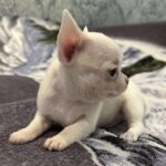 Prince-male-Chihuahua-puppy-for-sale-3