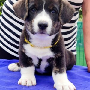 Prions Welsh Corgi Prions Welsh Corgi