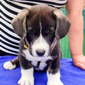 Prions Welsh Corgi Prions Welsh Corgi