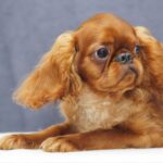 Quick-as-Wink-male-King-Charles-spaniel-puppy-for-sale-1