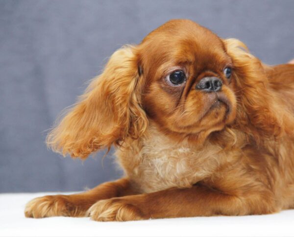 Quick as Wink King Charles Spaniel