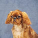 Quick-as-Wink-male-King-Charles-spaniel-puppy-for-sale-2
