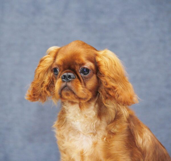 Quick as Wink King Charles Spaniel