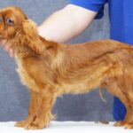 Quick-as-Wink-male-King-Charles-spaniel-puppy-for-sale-3