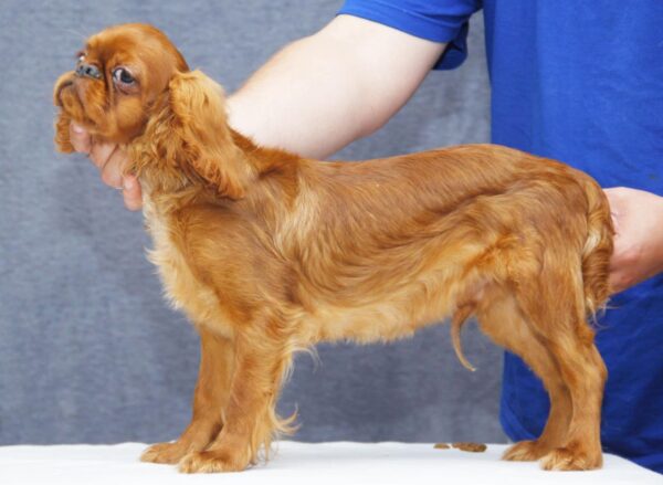 Quick as Wink King Charles Spaniel