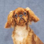 Magnificent King Charles Spaniel