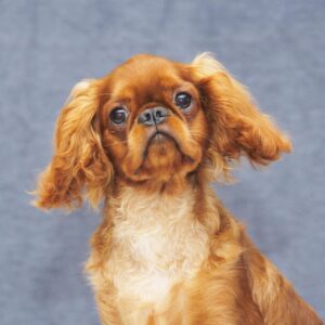 Quick as Wink King Charles Spaniel