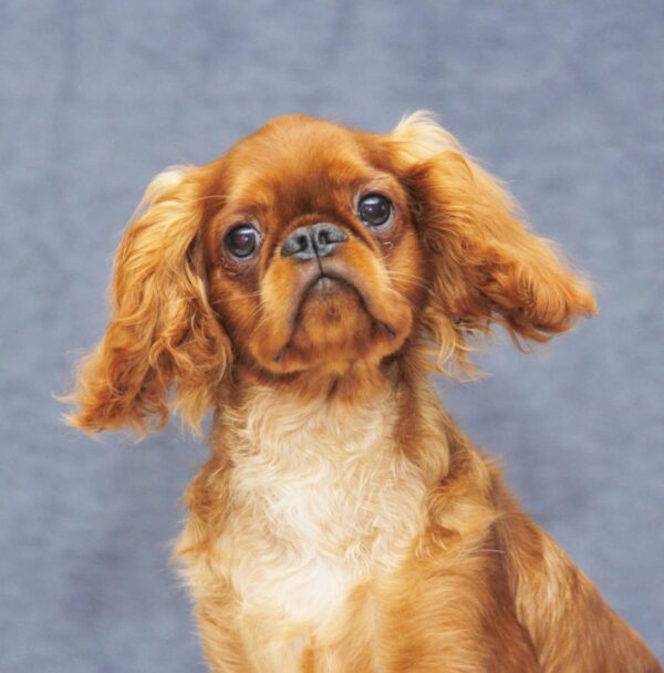 Quick as Wink King Charles Spaniel