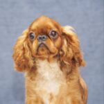 Quick-as-Wink-male-King-Charles-spaniel-puppy-for-sale-5