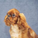 Quick-as-Wink-male-King-Charles-spaniel-puppy-for-sale-6