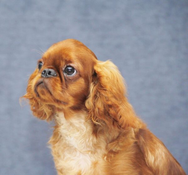 Quick as Wink King Charles Spaniel
