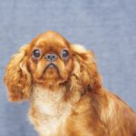 Quick-as-Wink-male-King-Charles-spaniel-puppy-for-sale-7